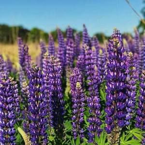 Meet your Posher, Martha